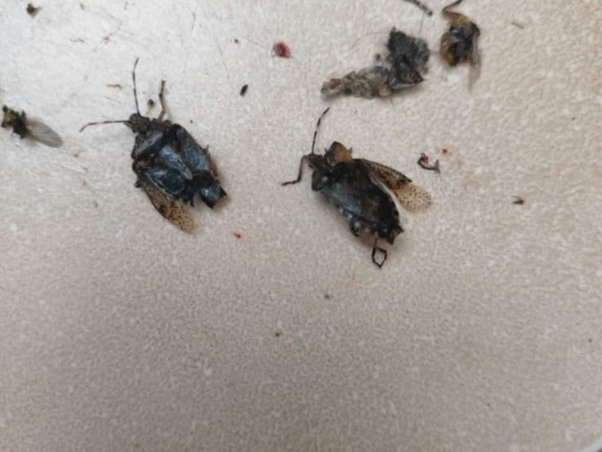 photo D Solution Extermination