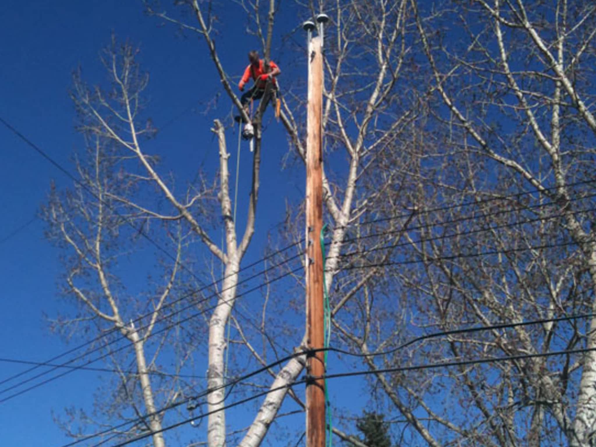 photo Calgary Tree Experts Inc