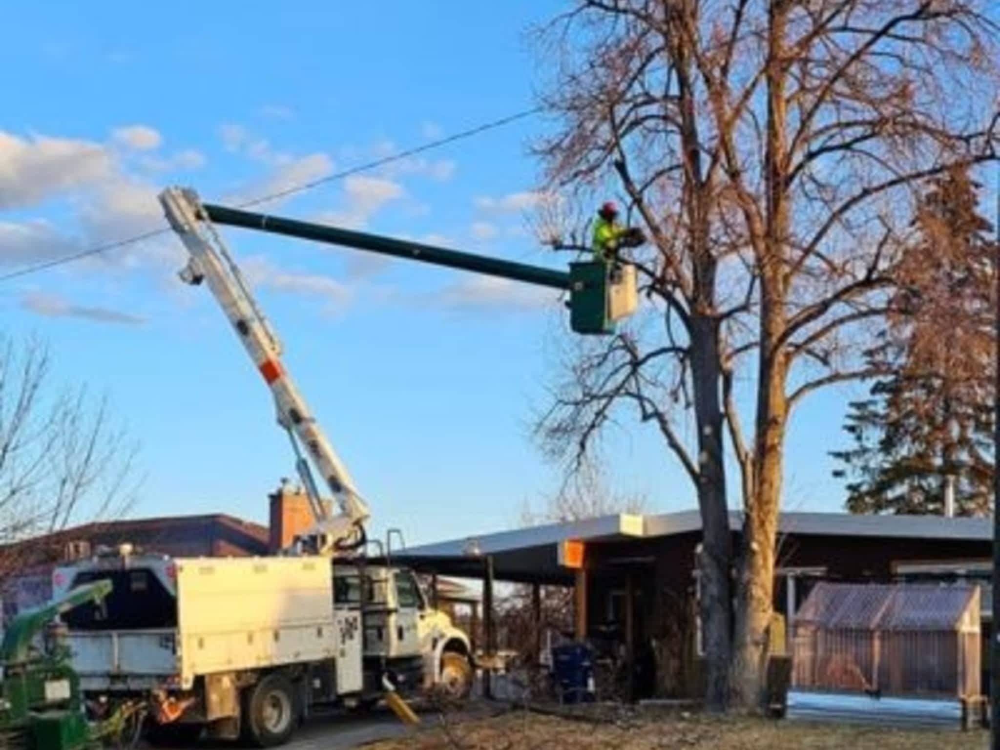 photo Scott Wills Tree Service