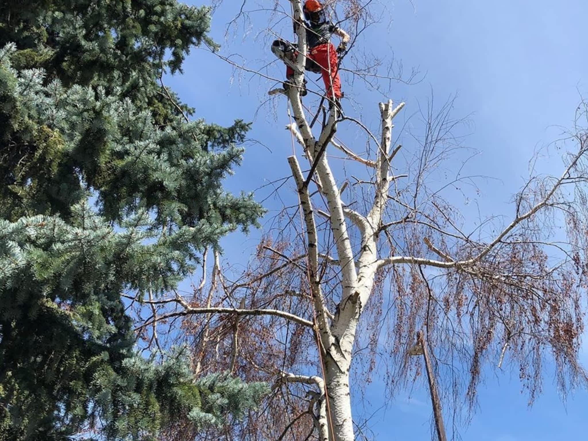 photo Elevated Tree Removal