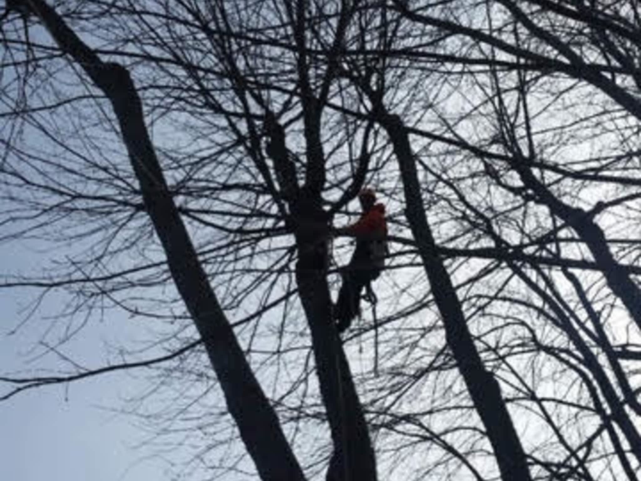 photo LD Tree Service