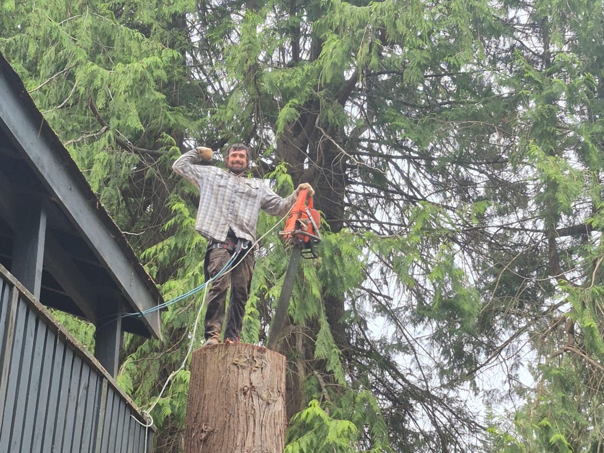 photo Mongoose Tree Removal