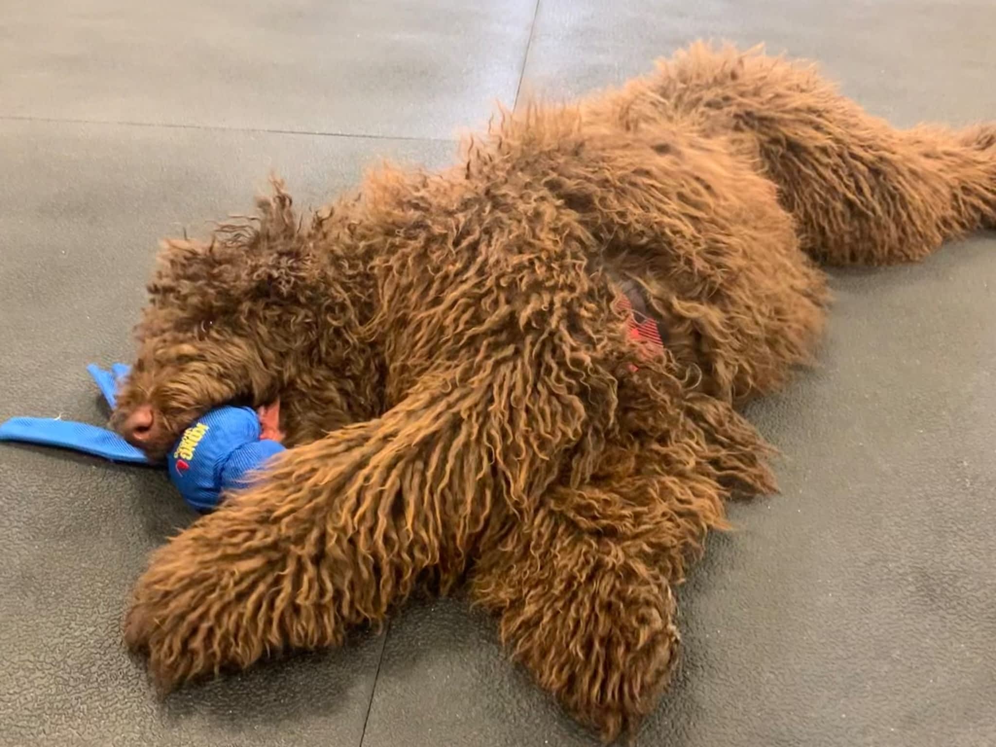 photo Working Wolf Dog Training