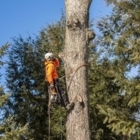 Élagueurs Arbor - Service d'entretien d'arbres