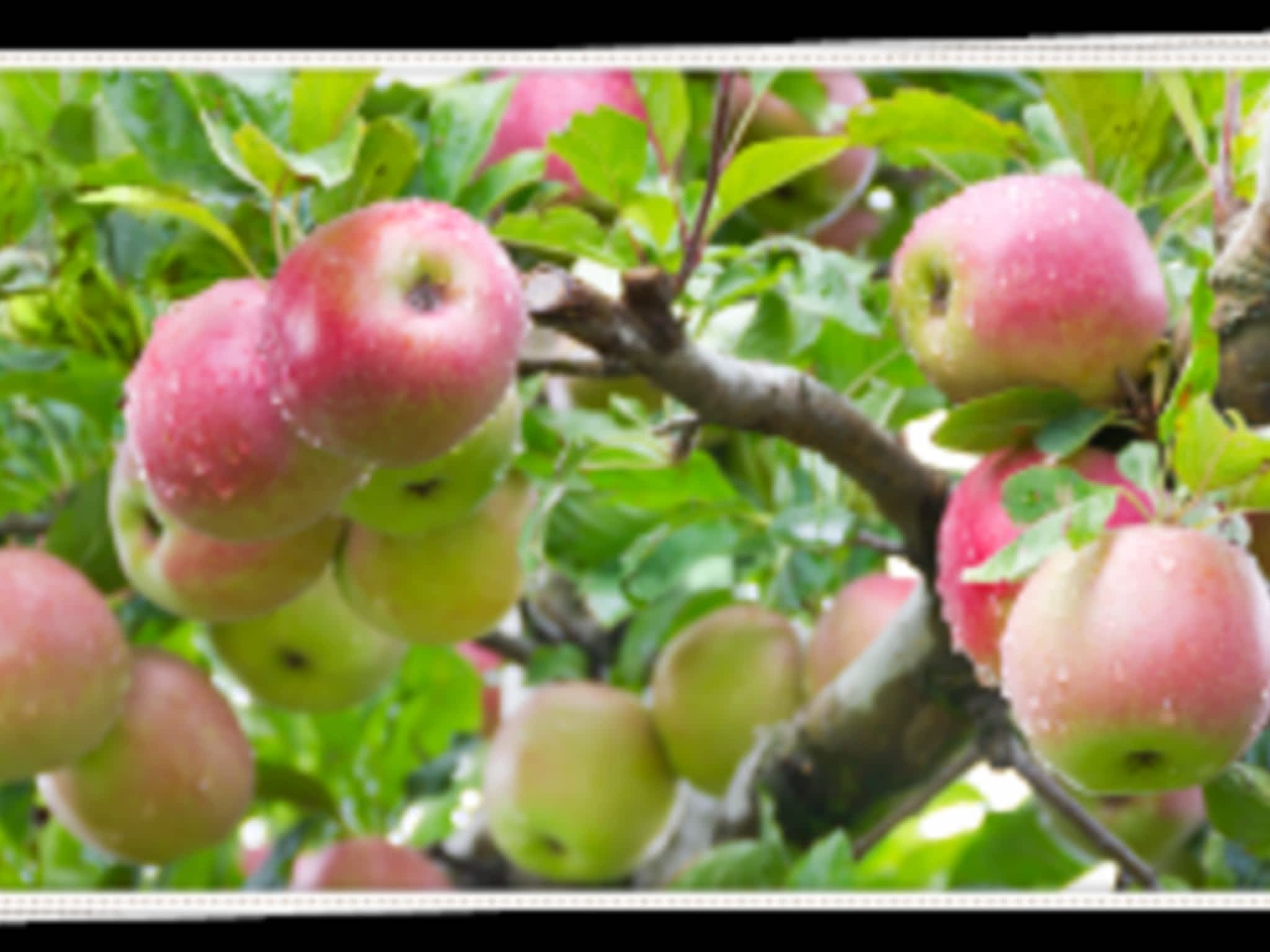 photo Sprout Farms Apple Orchards