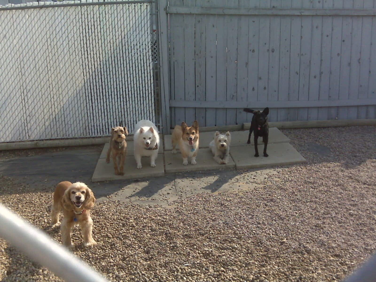 k9 ranch kennels