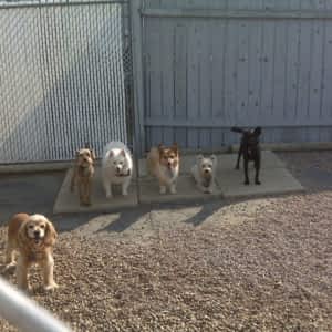 the ranch kennels