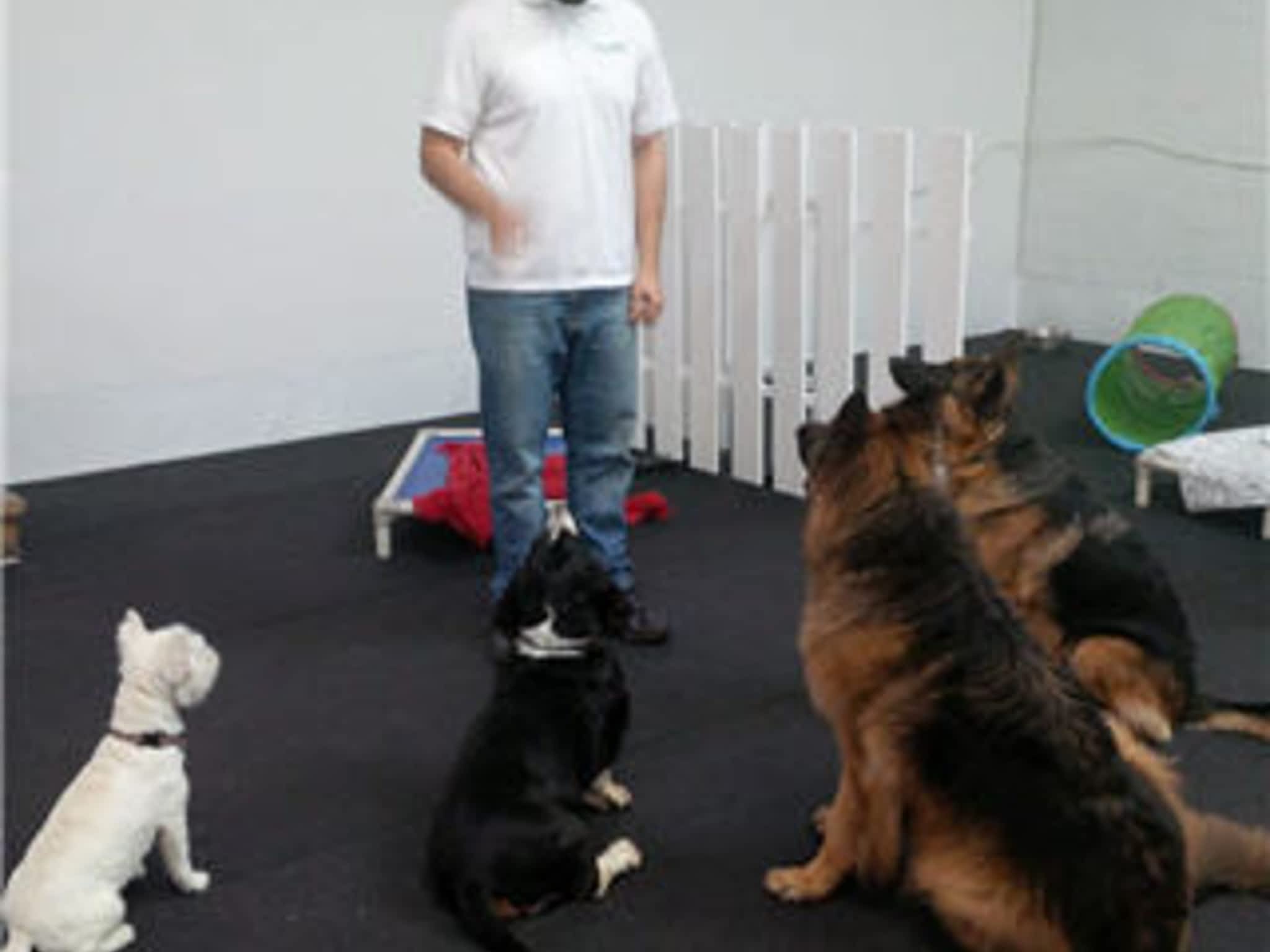 photo DogPlay Dog Daycare & Pet Supplies