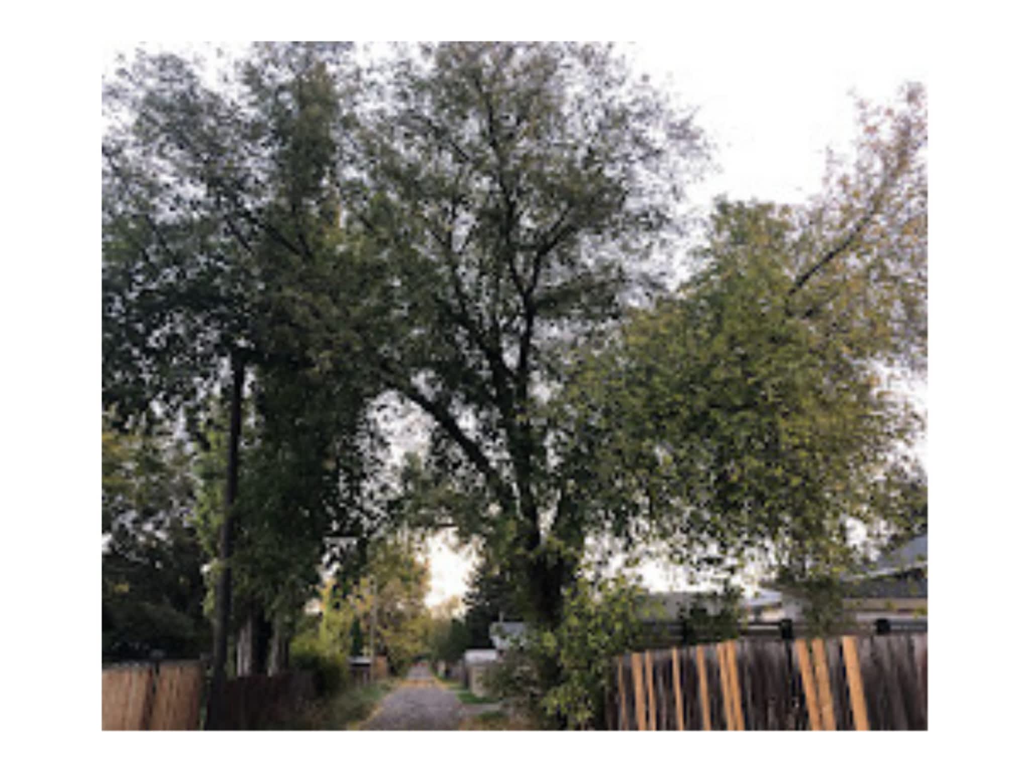 photo Western Arborist Services
