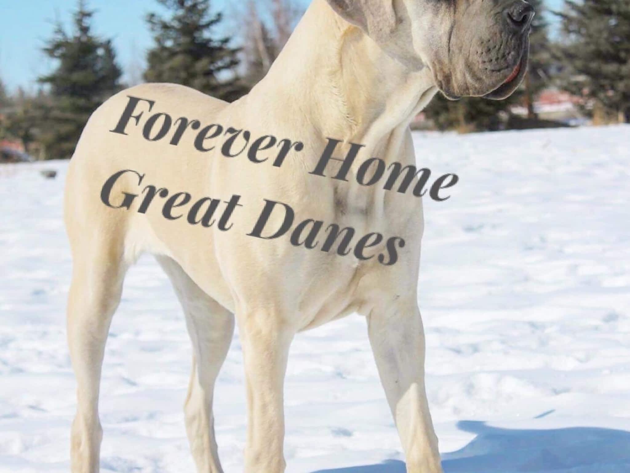 photo Foreverhome Great Danes