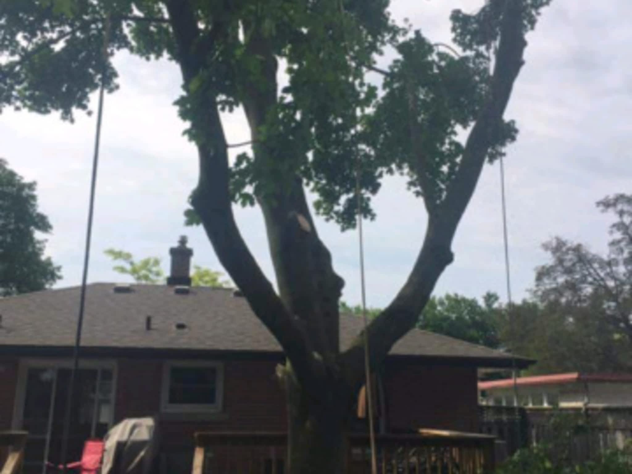 photo Stark's Tree Service