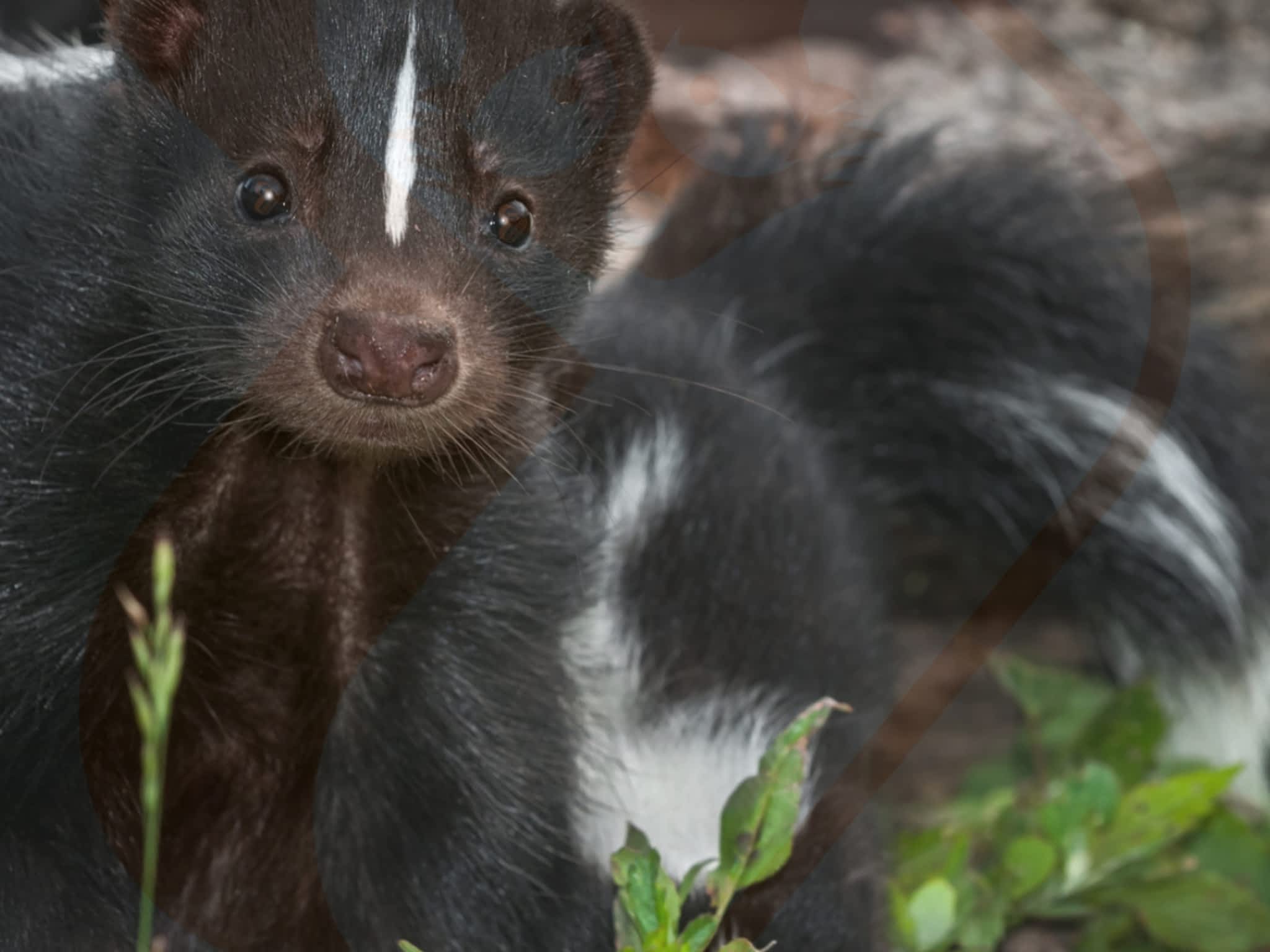 photo Greater Wildlife Control