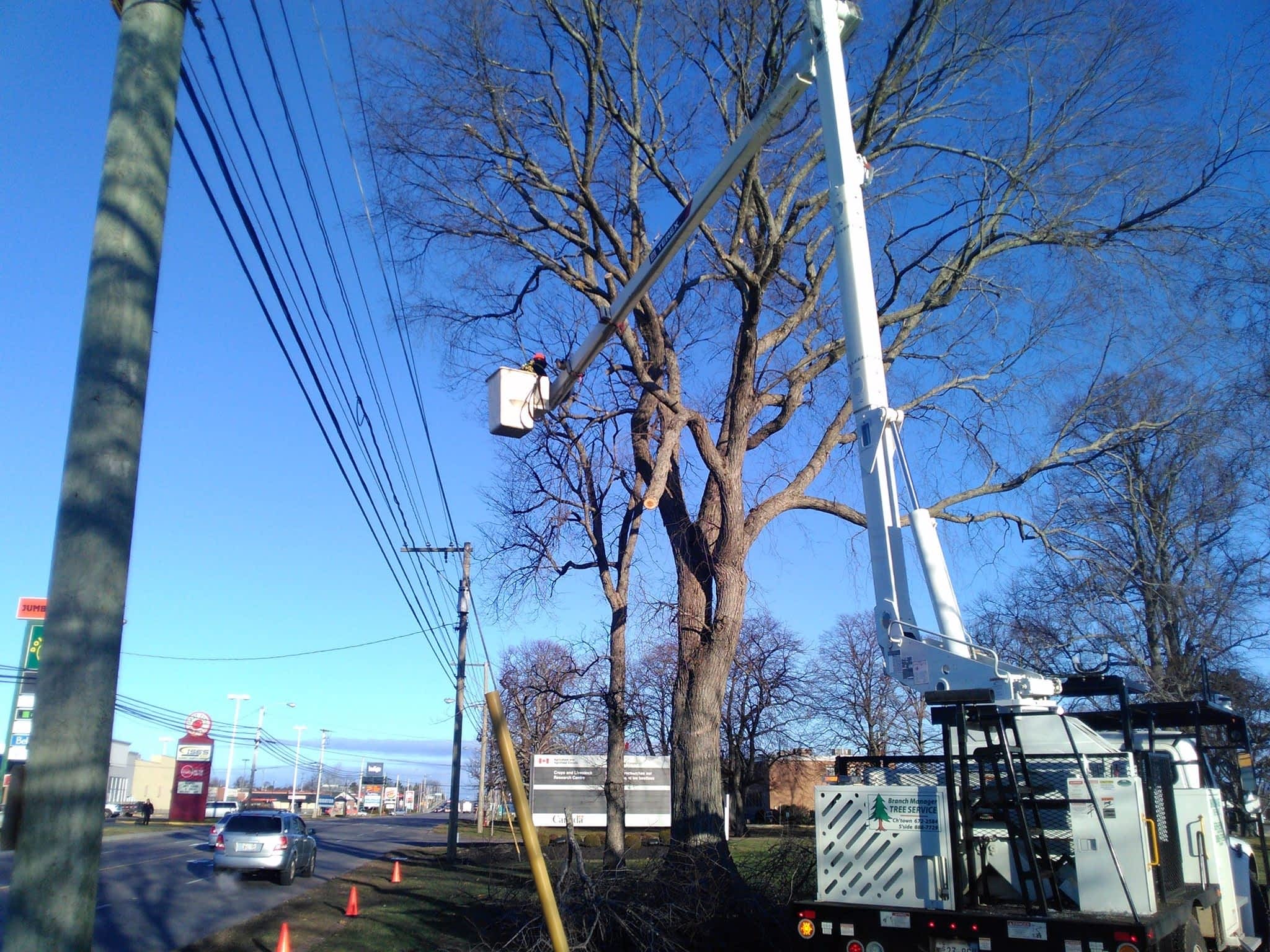 photo Branch Manager Tree Service