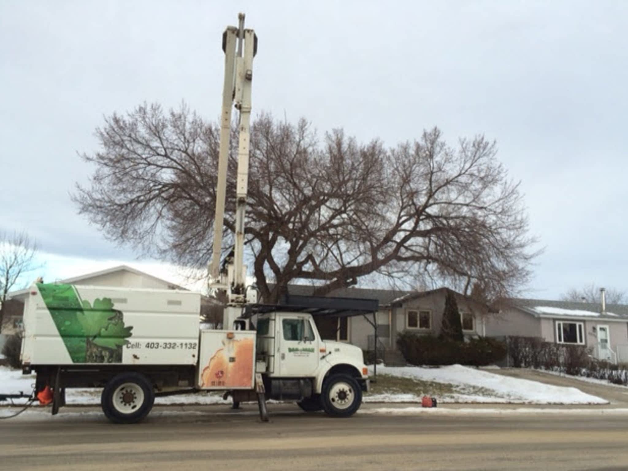 photo Dandyman Tree Service