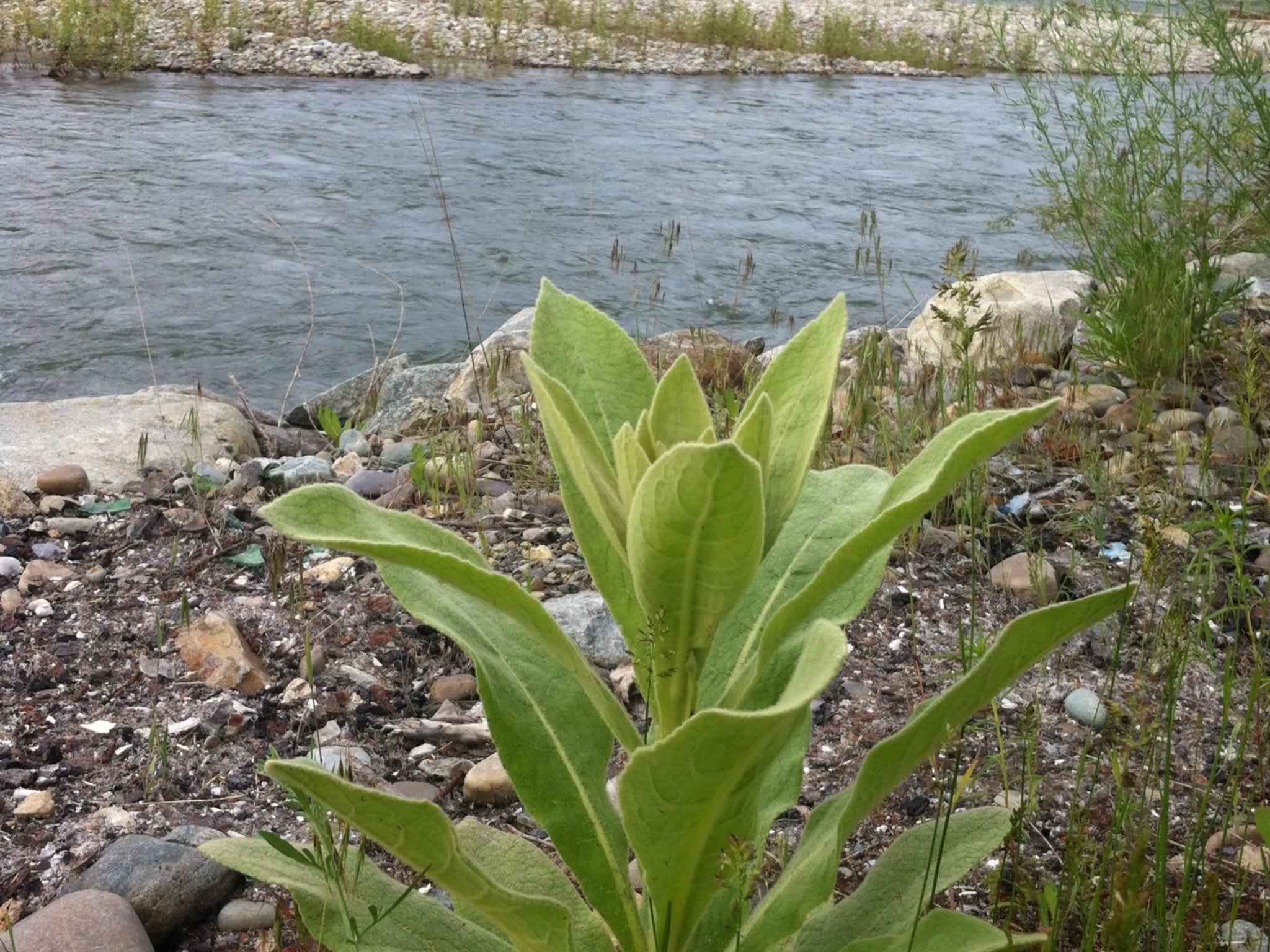 photo Boreal Forest Apothecaries