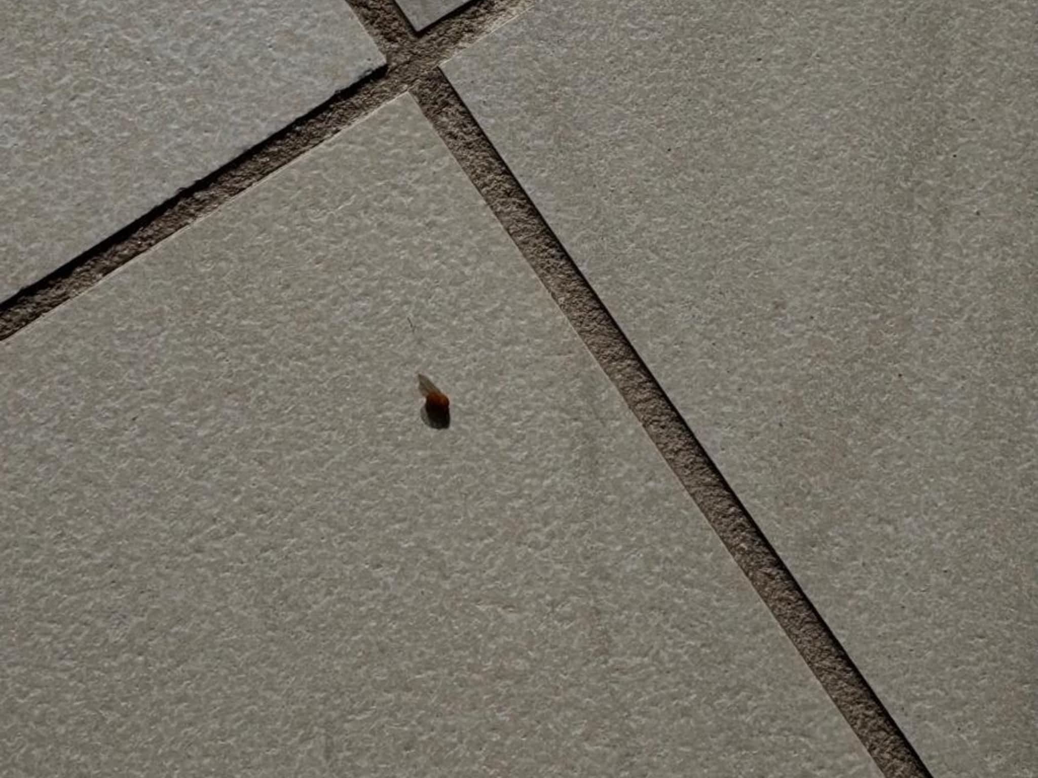 photo Phantom Pest Control Maple Ridge