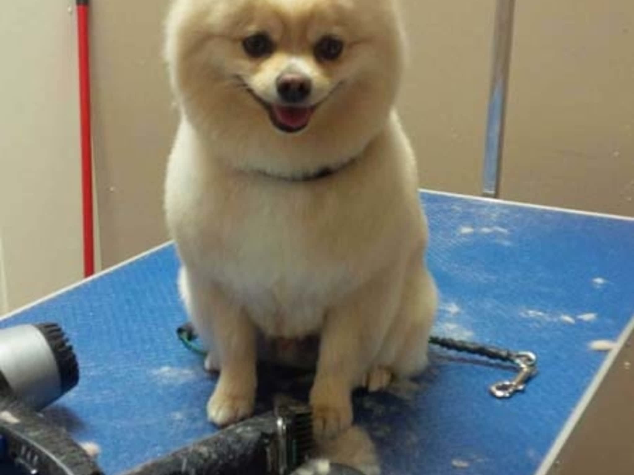 photo Tangles 2 Tame Dog Grooming