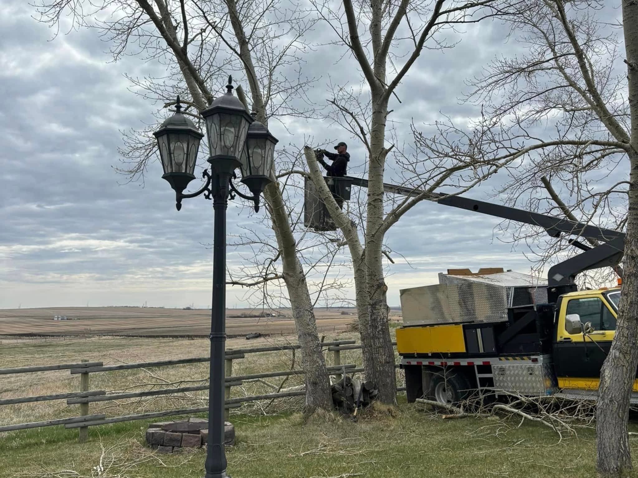 photo Spikes Tree Hugging Services