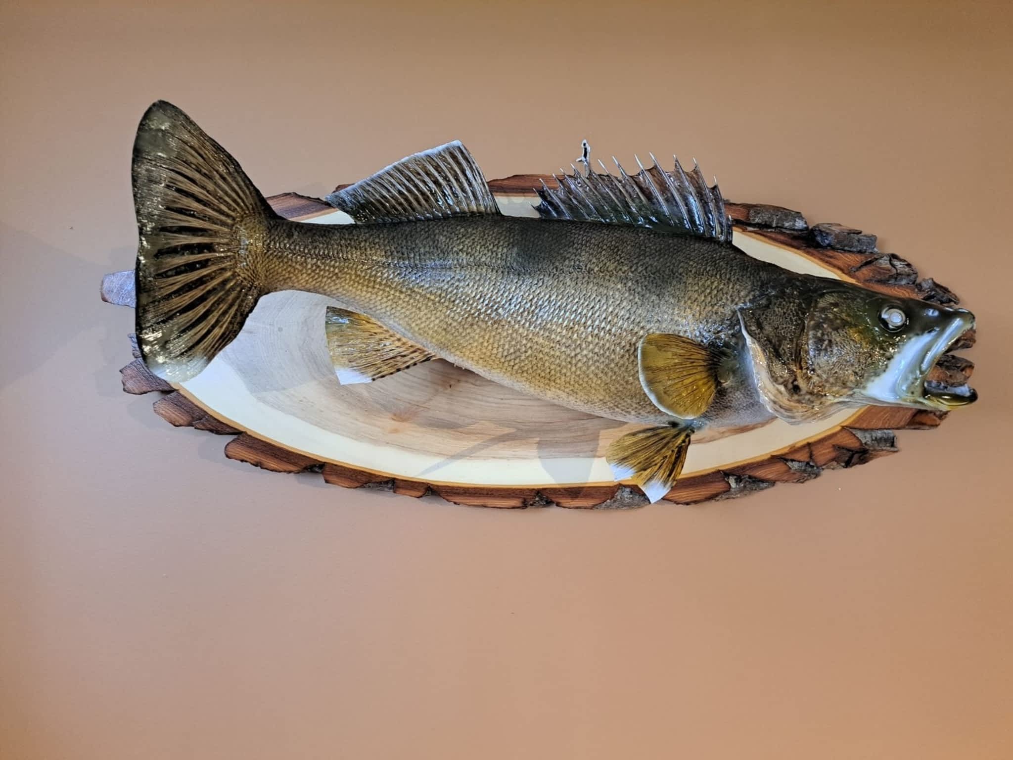 photo Gary Foreman Taxidermy