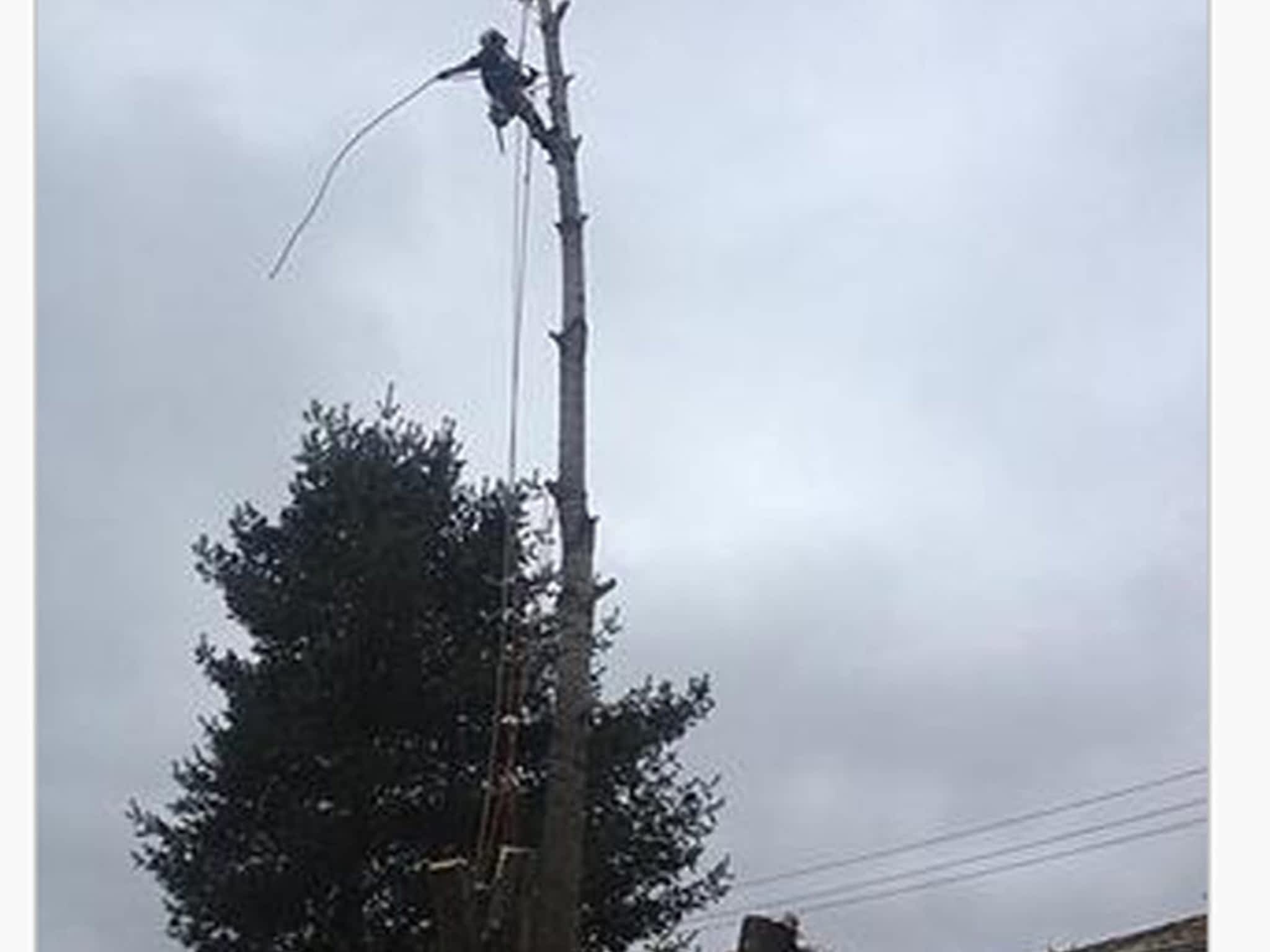 photo Tamarack Expert Tree Care