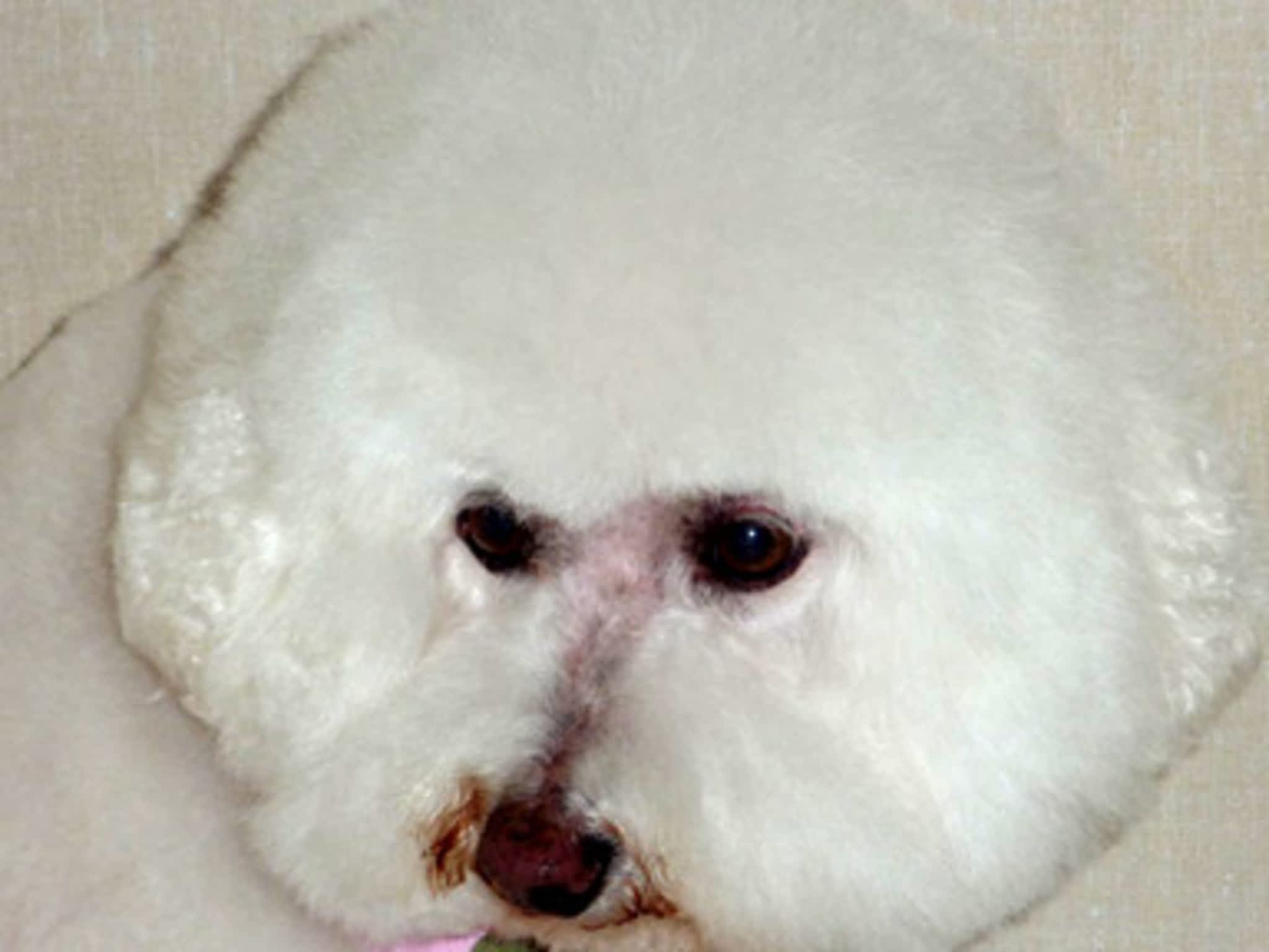 photo Thoughtful Paws