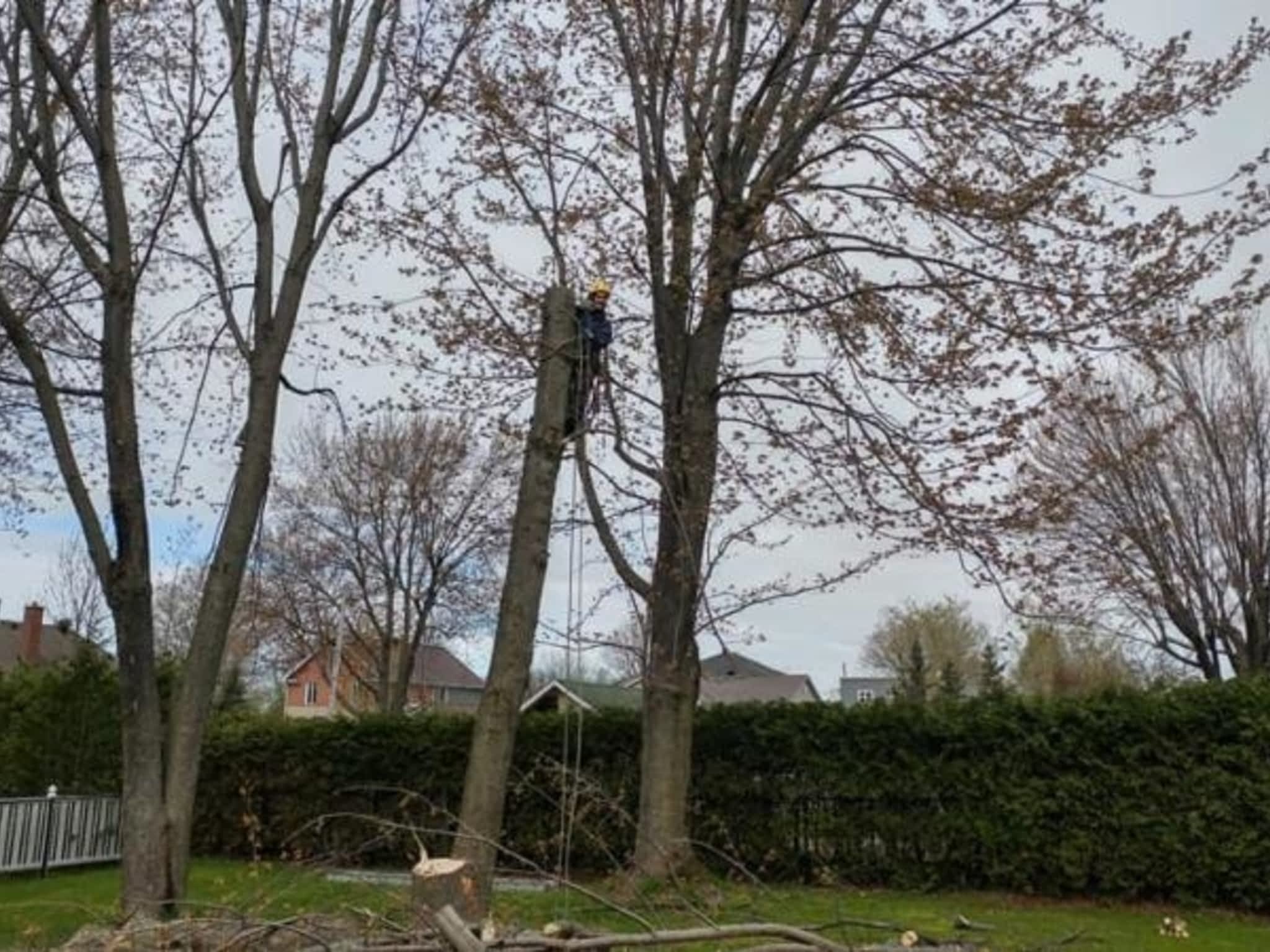 photo Émondage Félix Burelle
