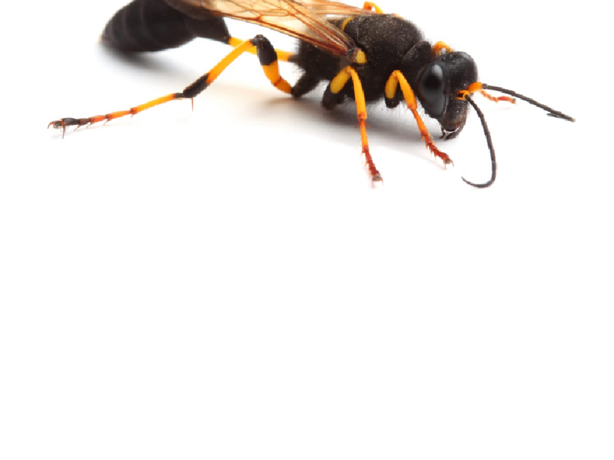 photo Groupe LM Extermination