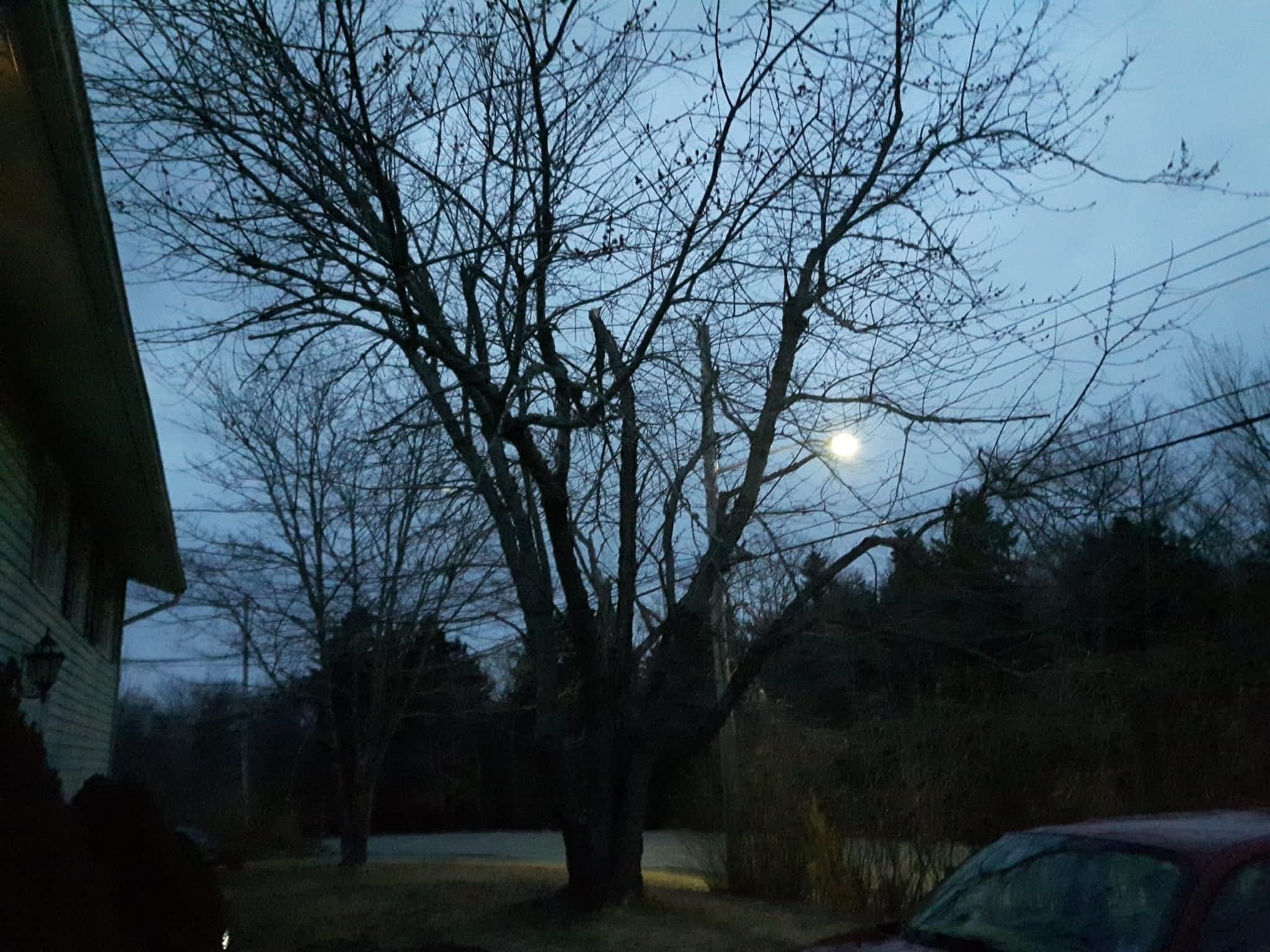 photo Solid Tree Care