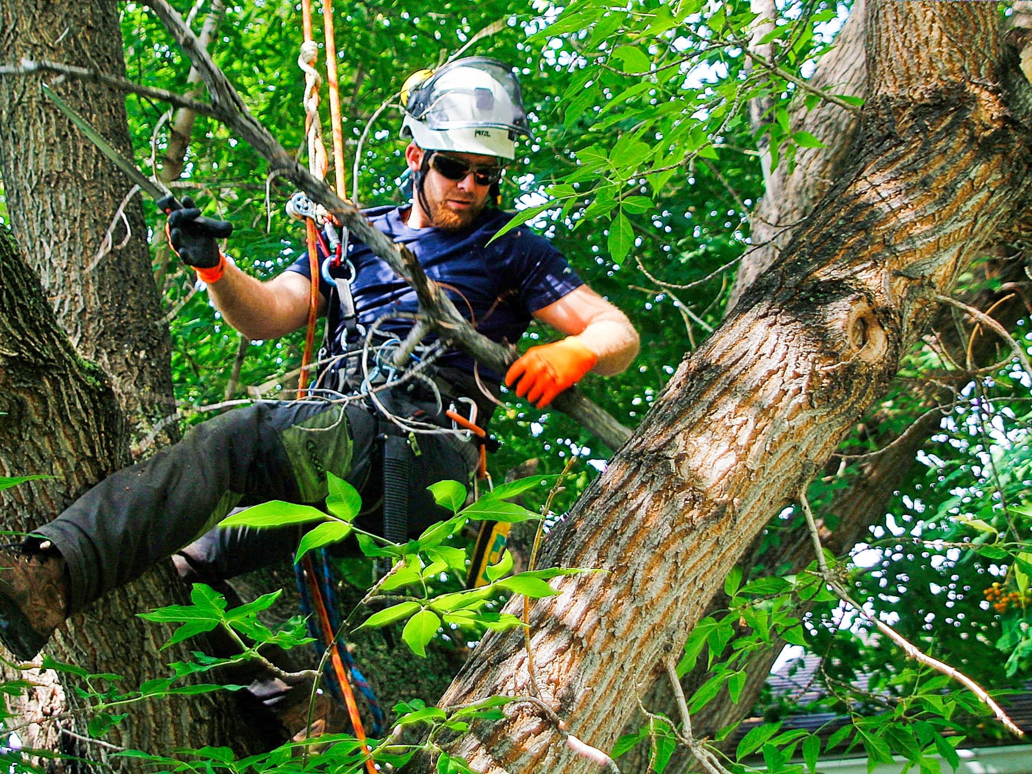 photo Energize Tree Maintenance