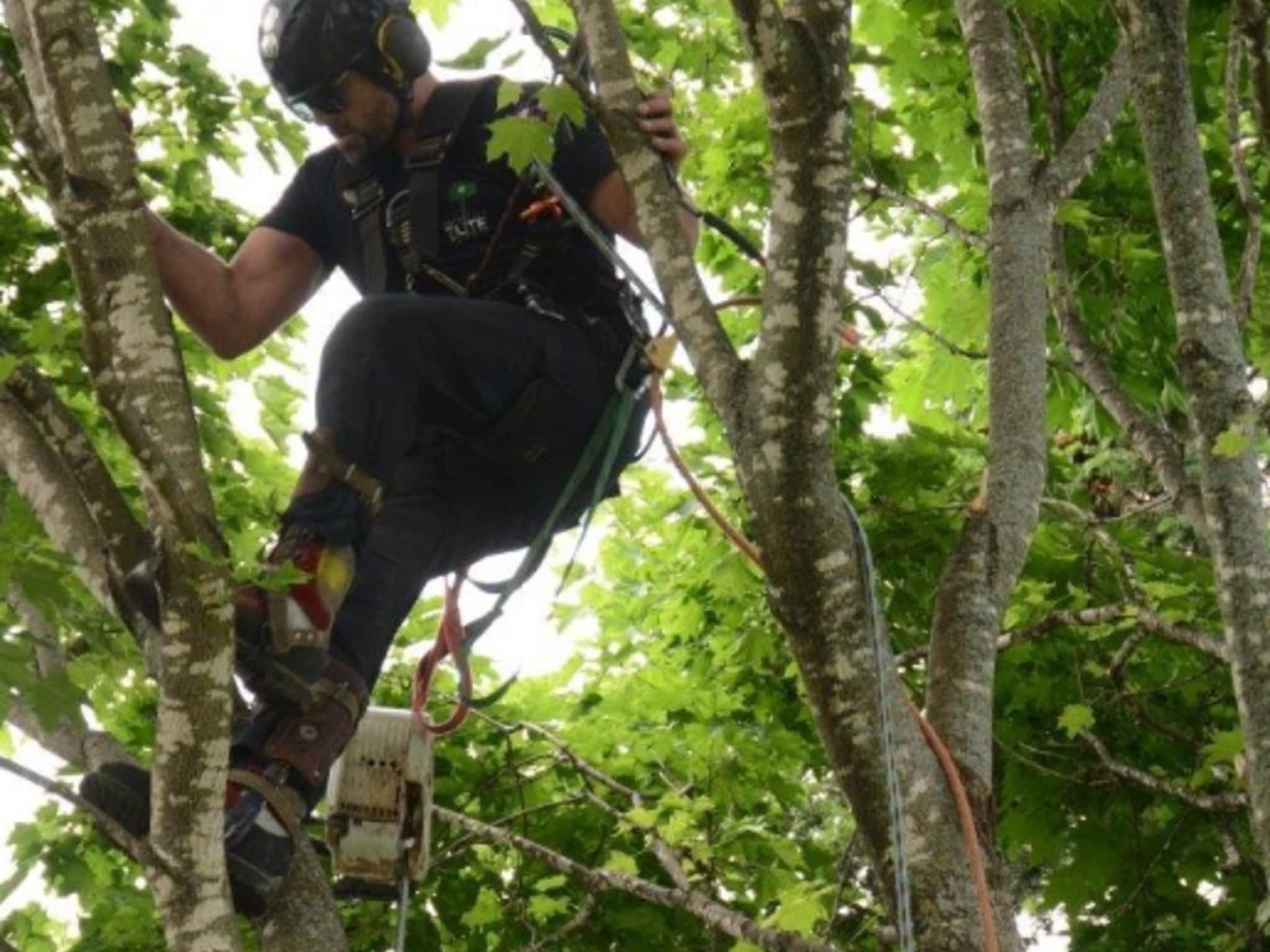 photo Arboriste Elite