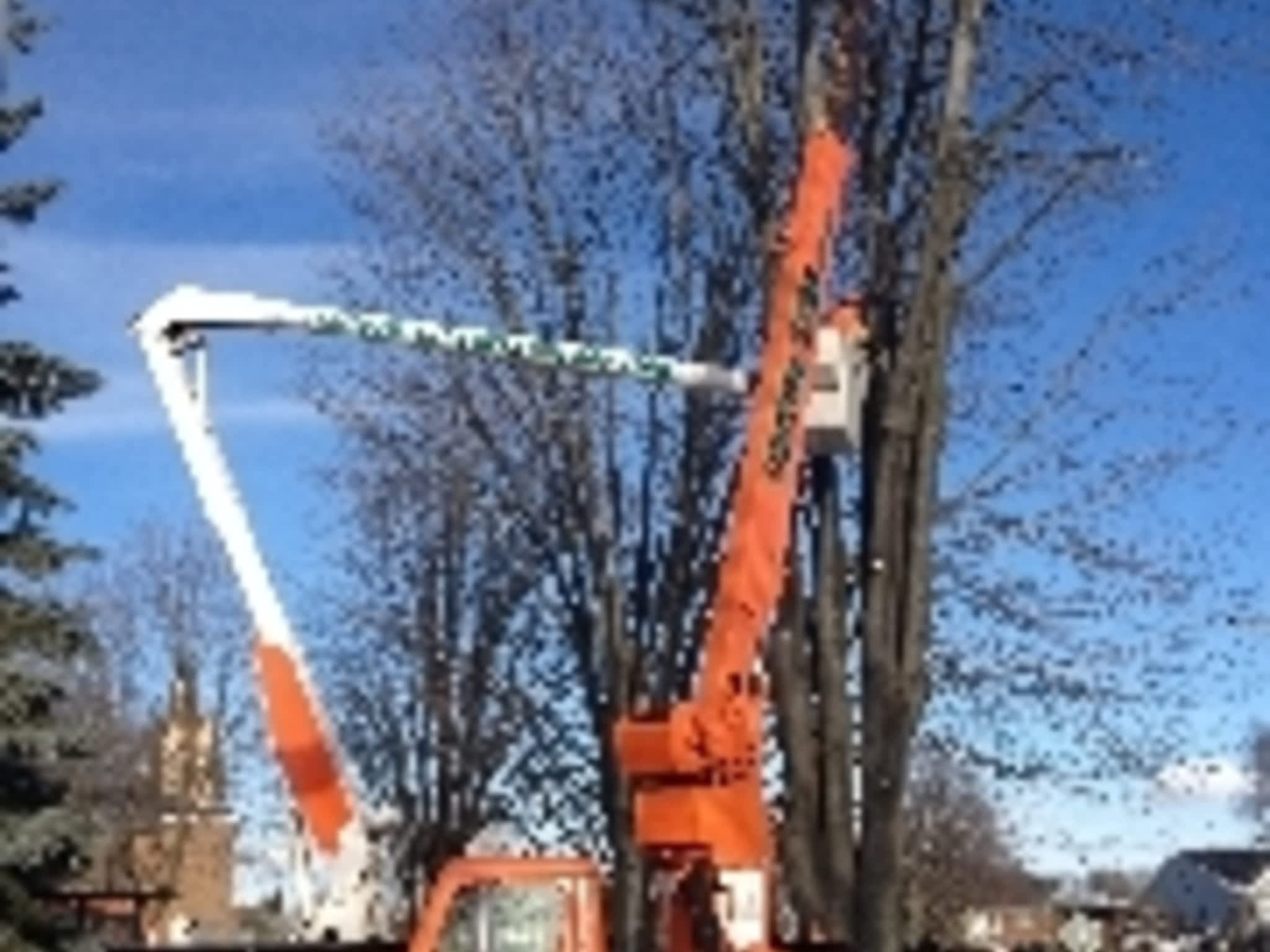 photo Custom Tree Maintenance