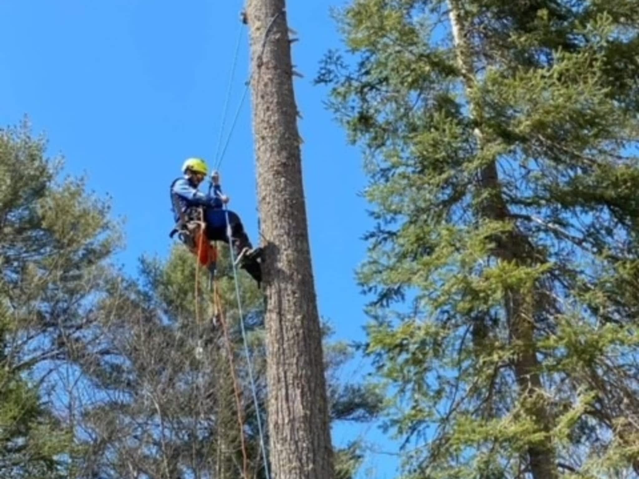 photo JM Arboriculture