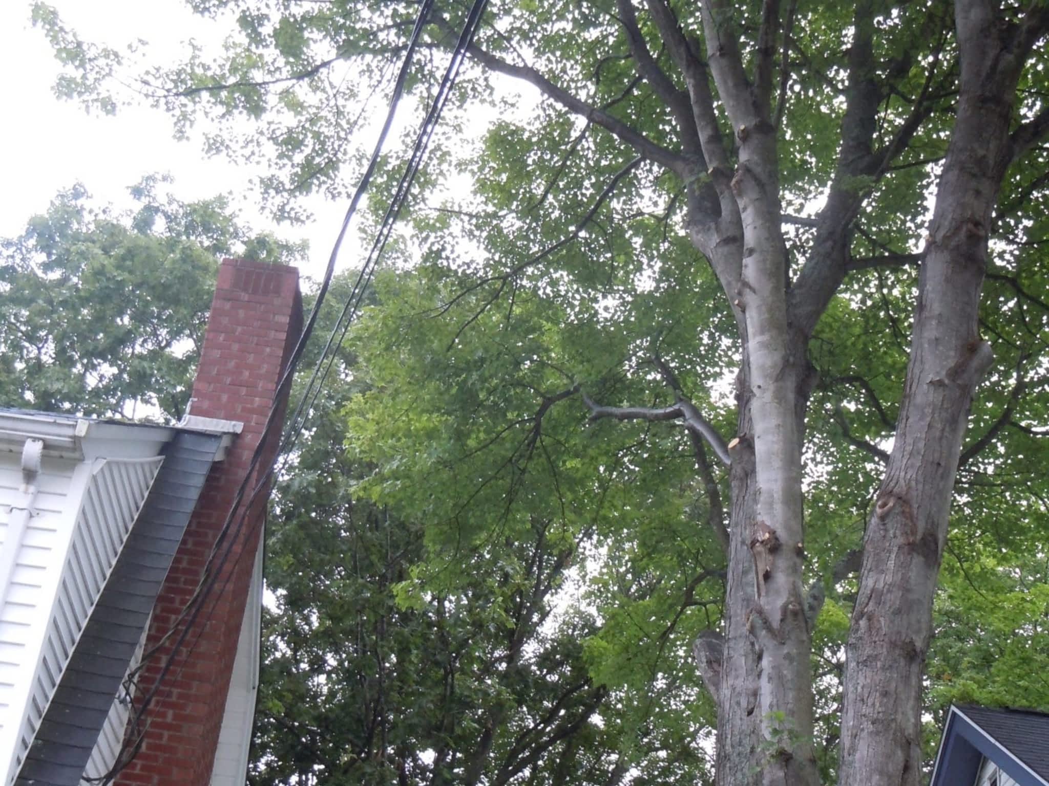 photo Solid Tree Care