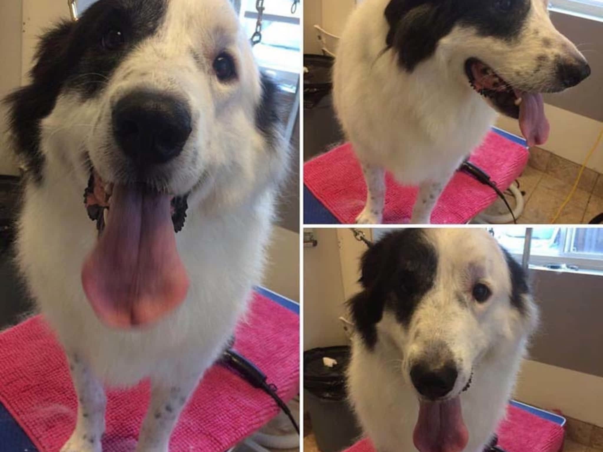 photo Tangles 2 Tame Dog Grooming