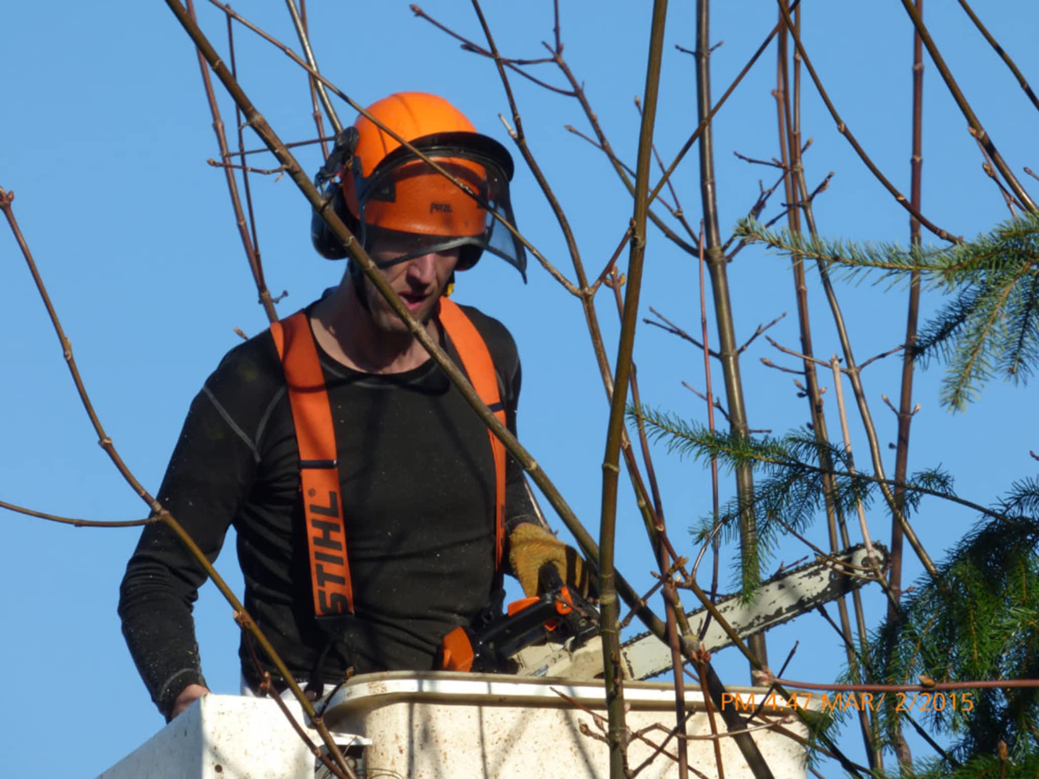photo Treeco Tree Service