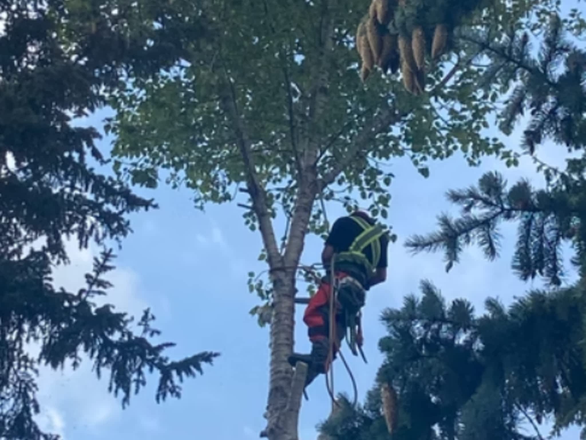 photo Edmonton Tree Care