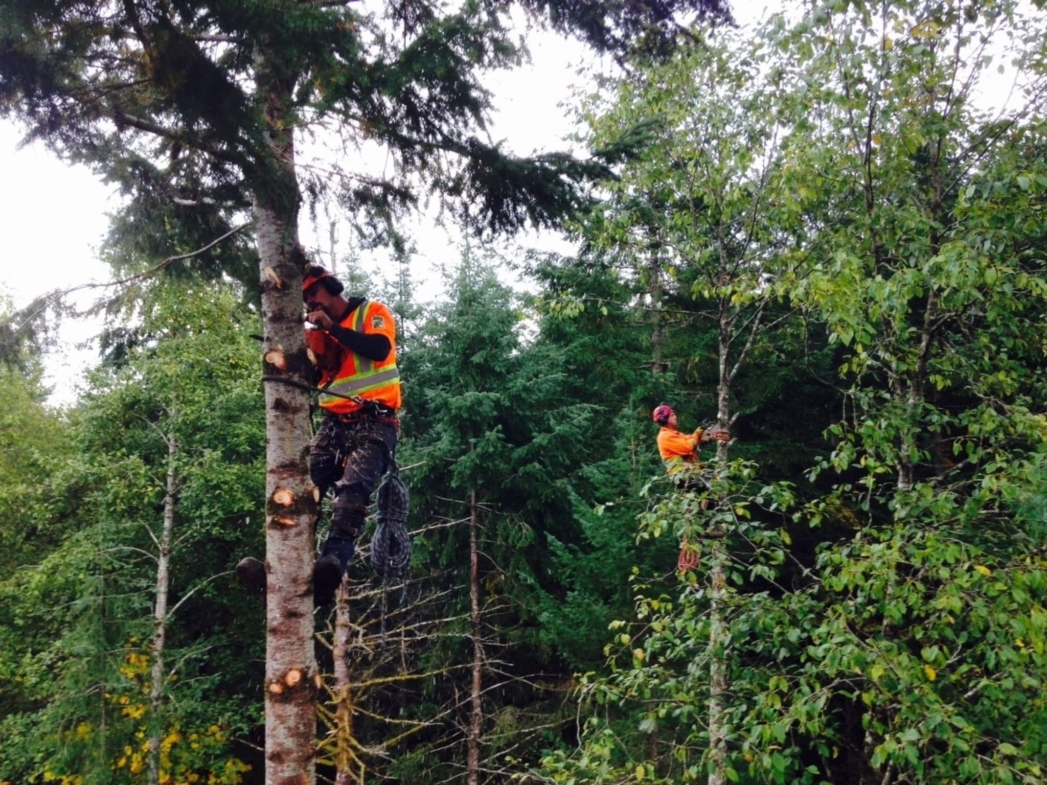 photo Above & Beyond Tree Service