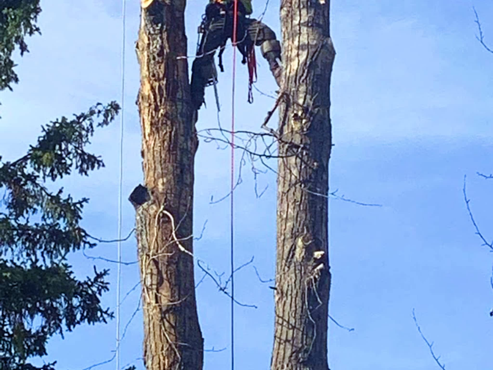 photo Ricks Tree Removal