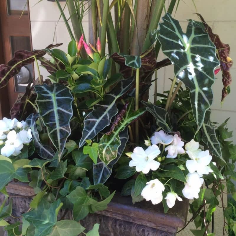 Bulow Garden Centre Oakville - Oakville, ON - 370 South Service Rd W