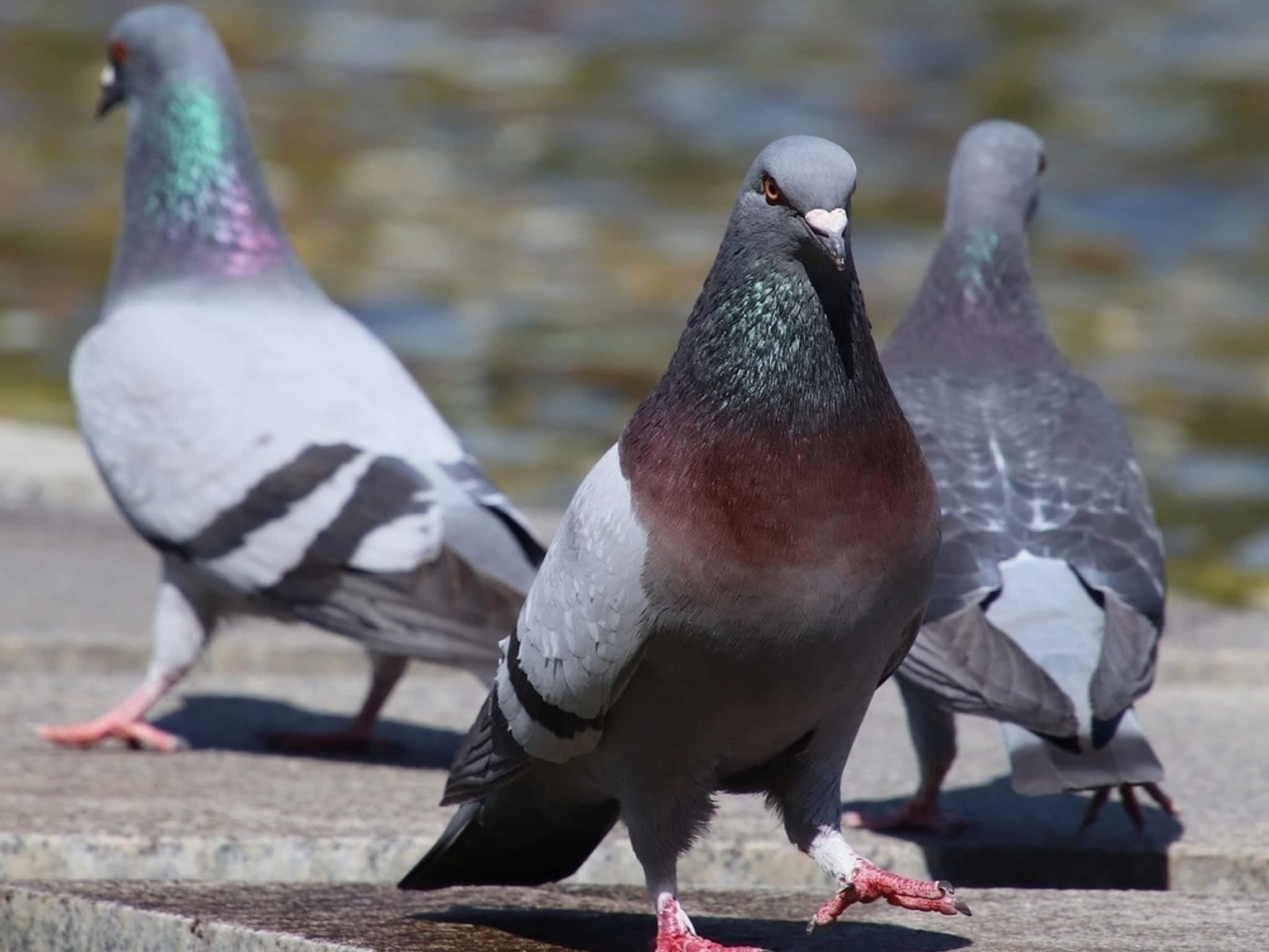 photo Grenier Faune Expert