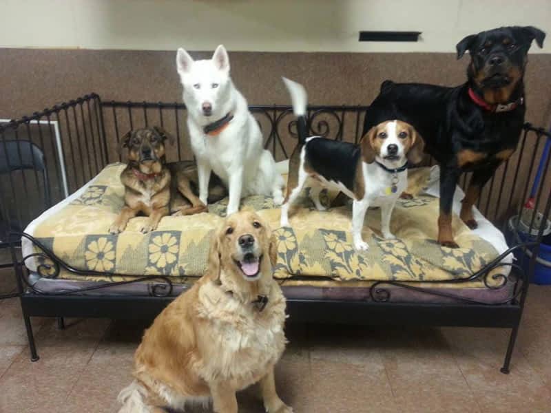 Bronx and Friends Training, Daycare &amp; Boarding - Caledon ...