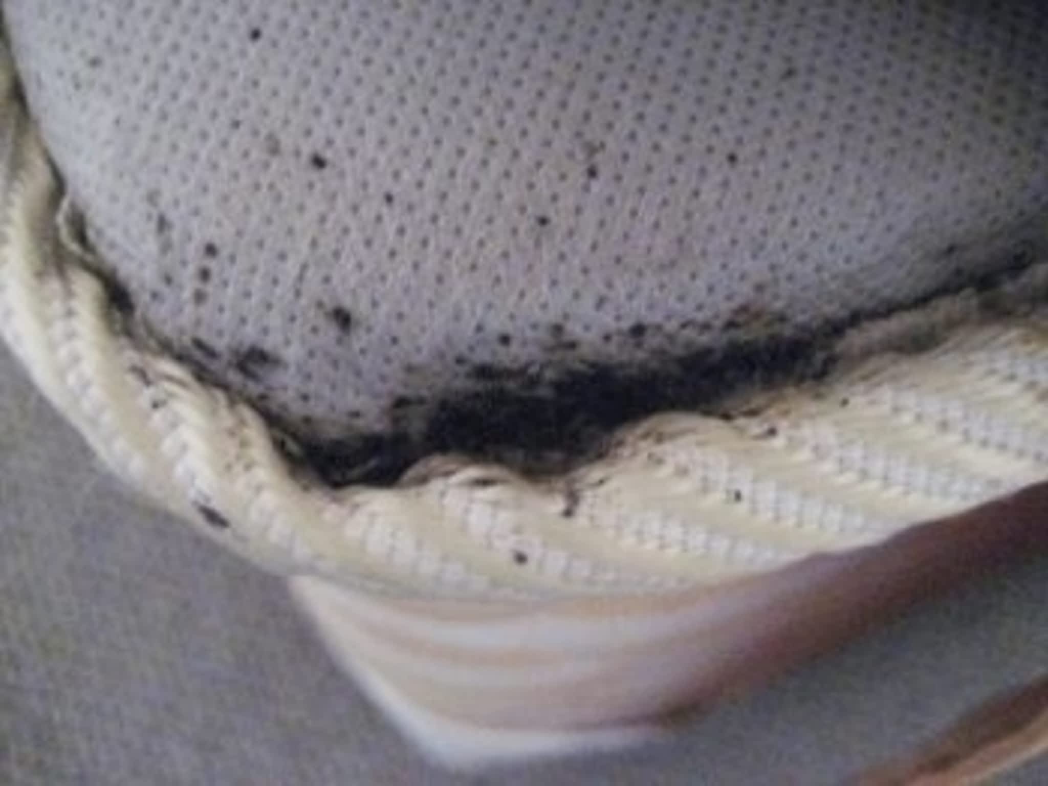 photo Solution Cimex