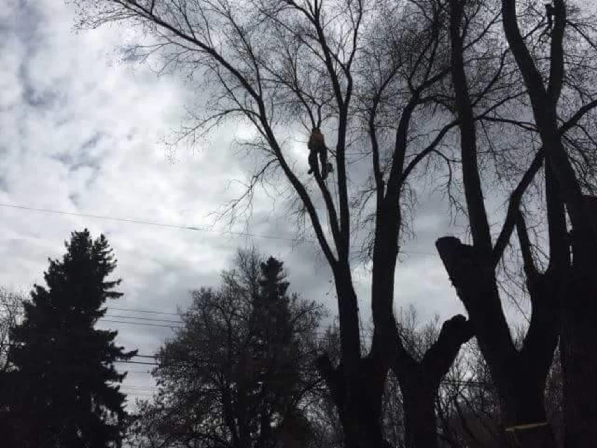 photo Tree Solutions