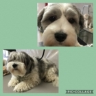 Wizard Of Paws Dog Grooming Salon - Pet Grooming, Clipping & Washing
