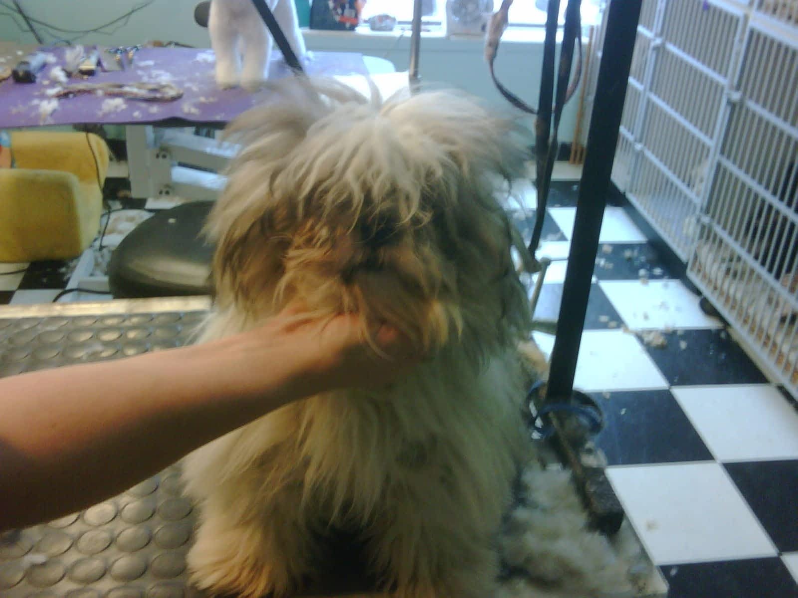 soft touch dog grooming