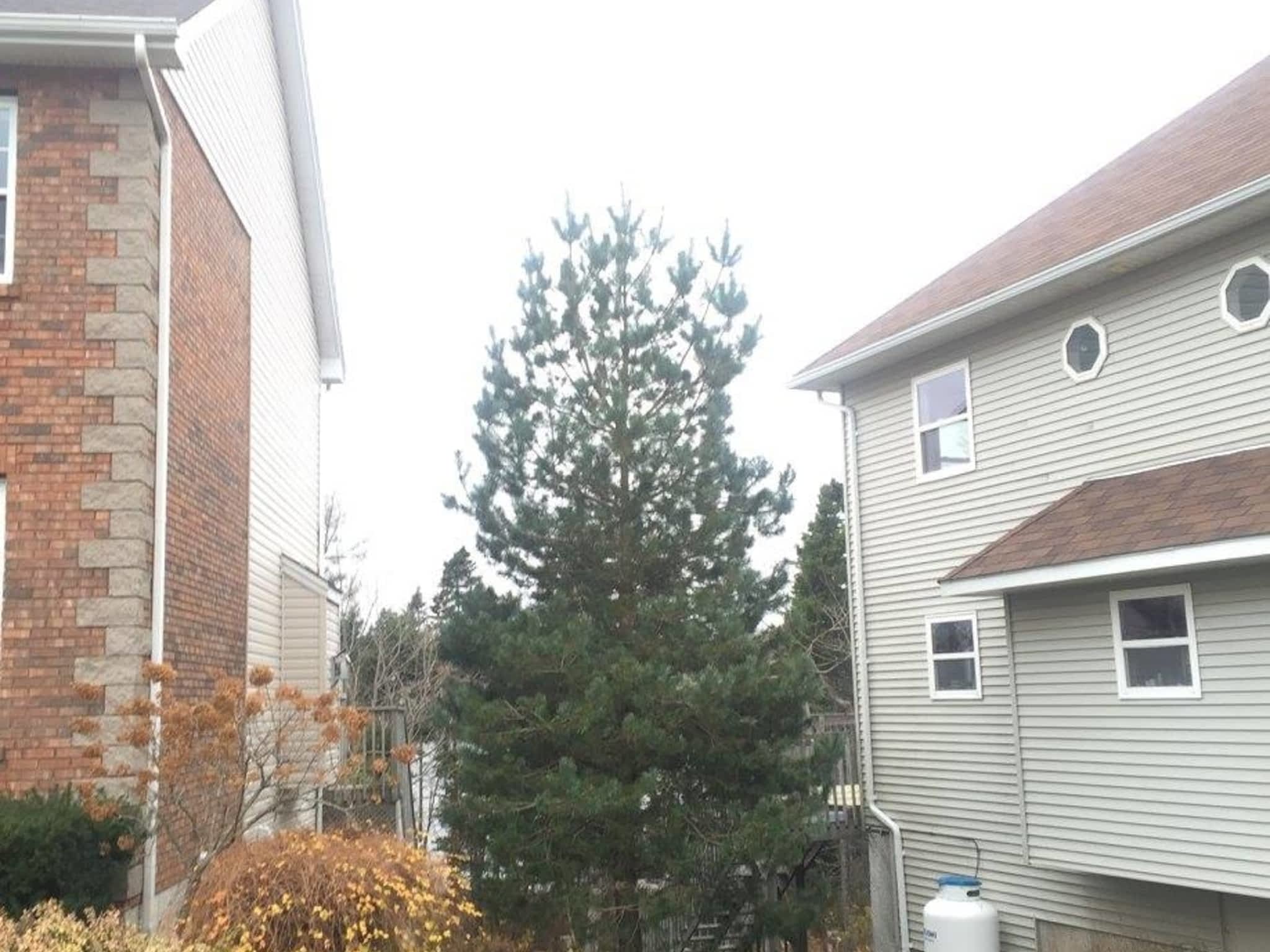 photo Solid Tree Care