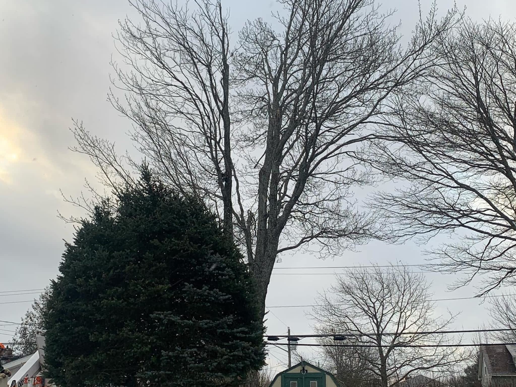 photo O'Blenes Trees & Services