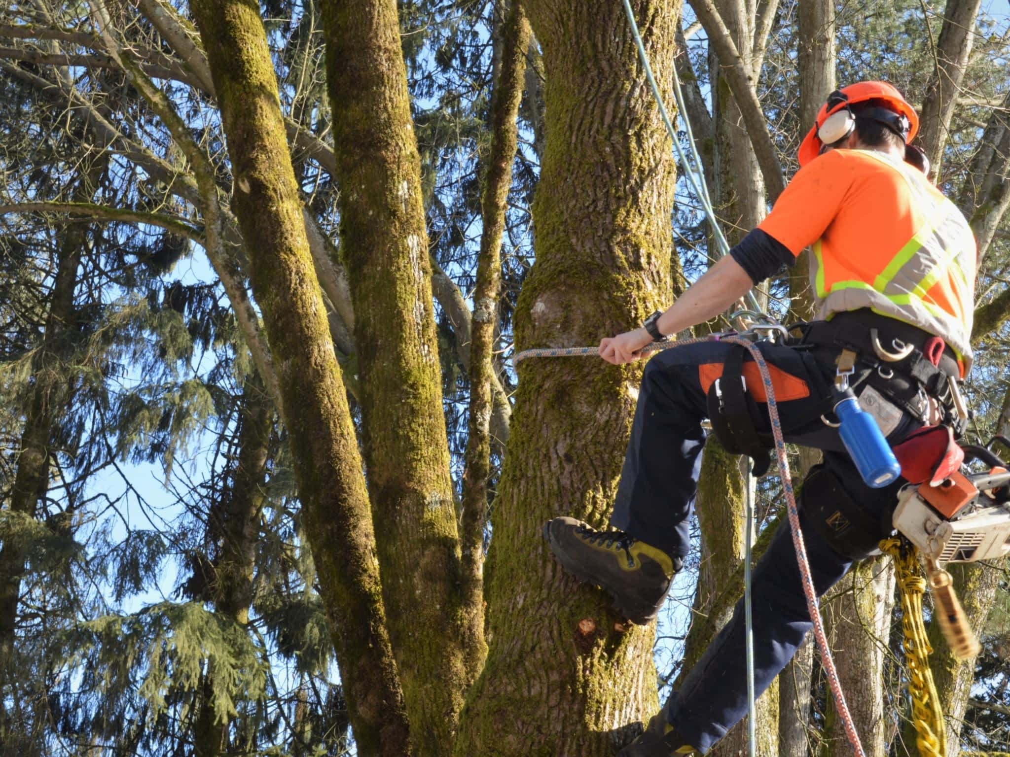 photo ArborGreen Tree Care Specialists