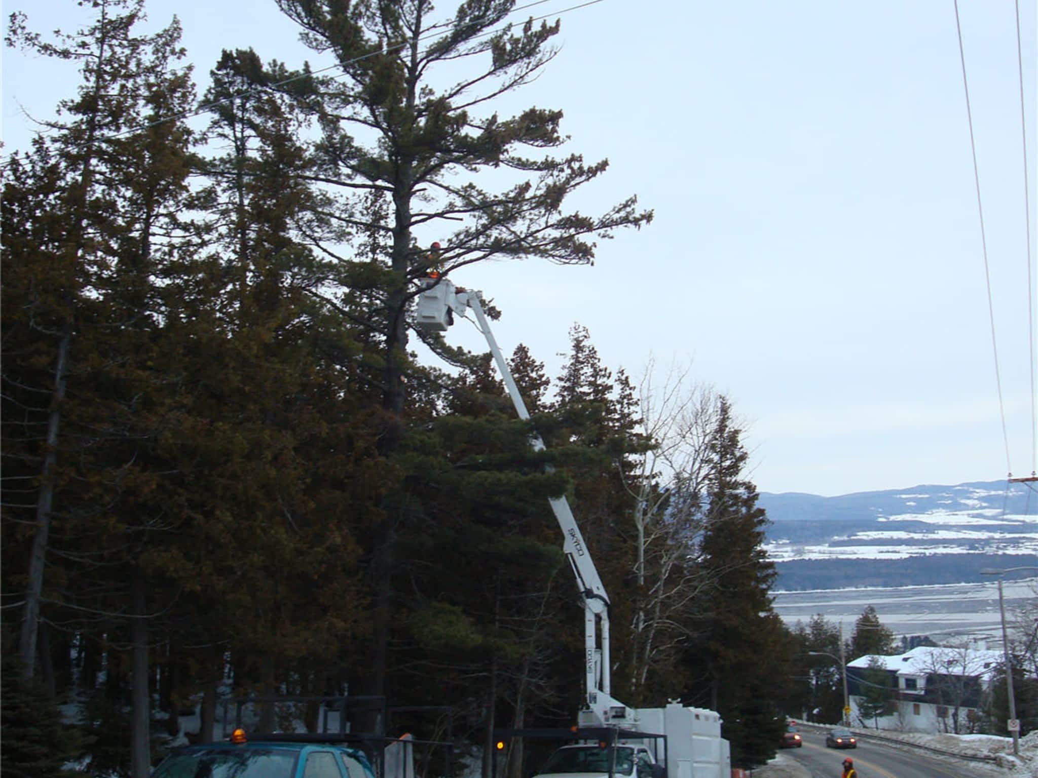 photo COOP de l'Arbre