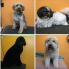 Denise's Grooming Studio - Pet Care Services